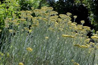 Helichrysum exposure and care