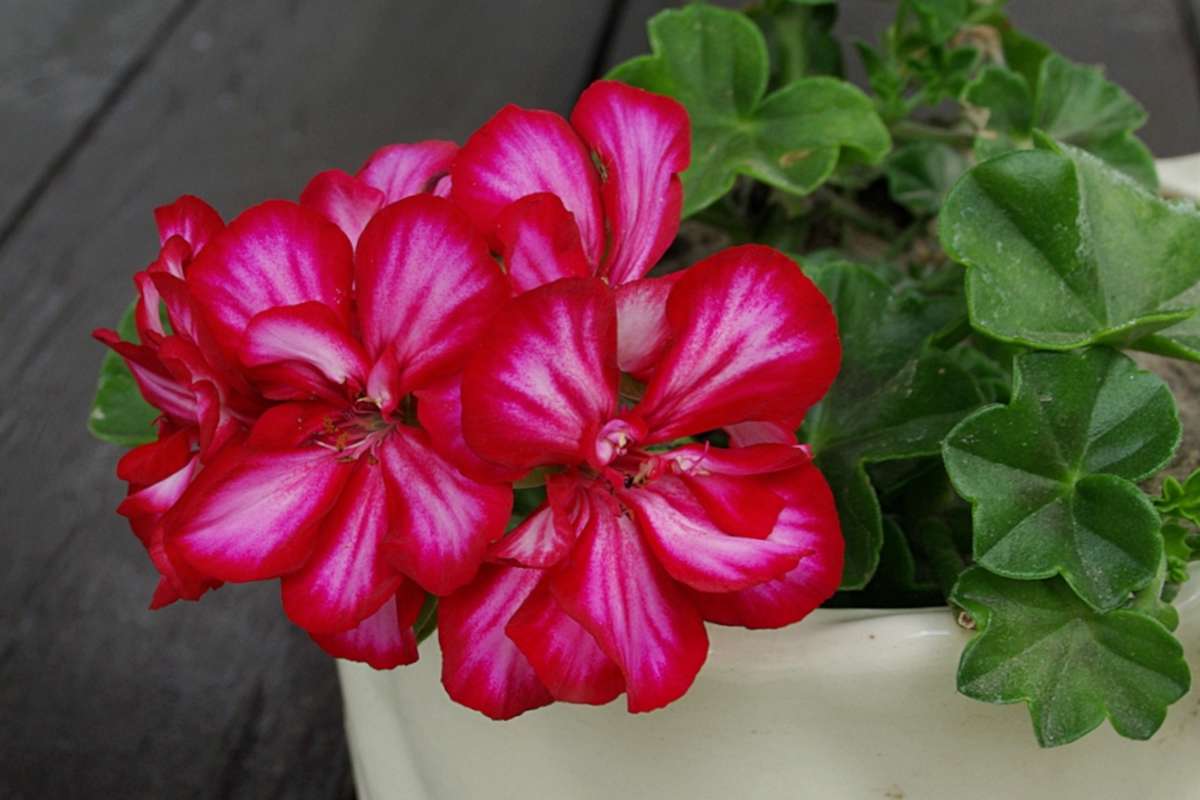 Ivy-leaf geranium in a pot with a stunning red flower