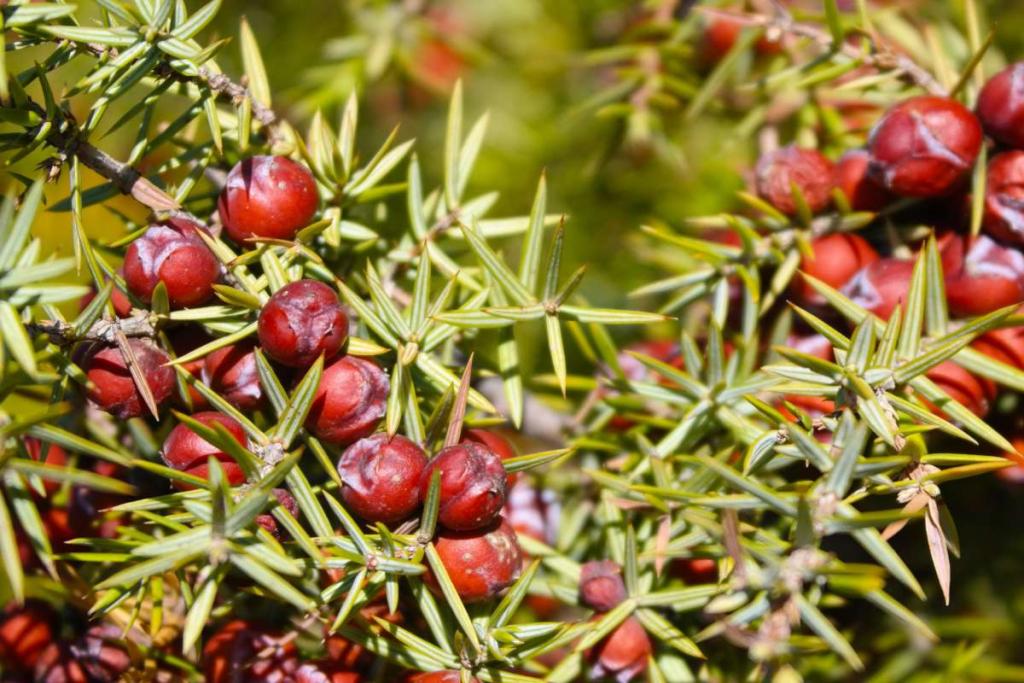 Juniperus with berries