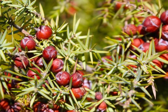Juniperus with berries