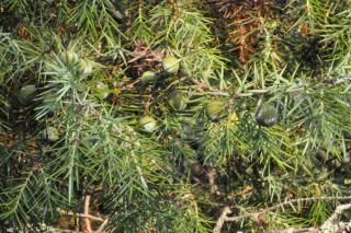 Juniperus planting