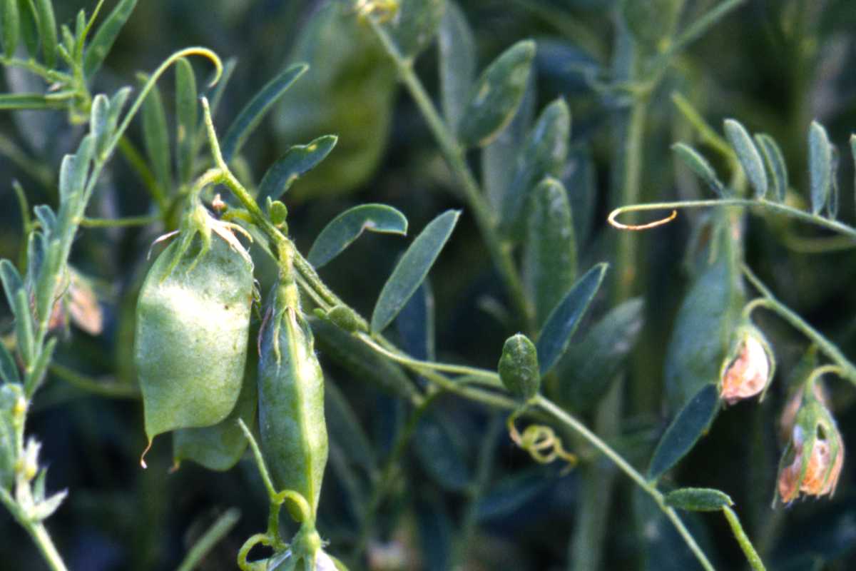 Lentil plants growing in a vegetable patch, with pods ready for the harvest