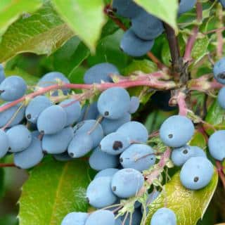 Mahonia berries