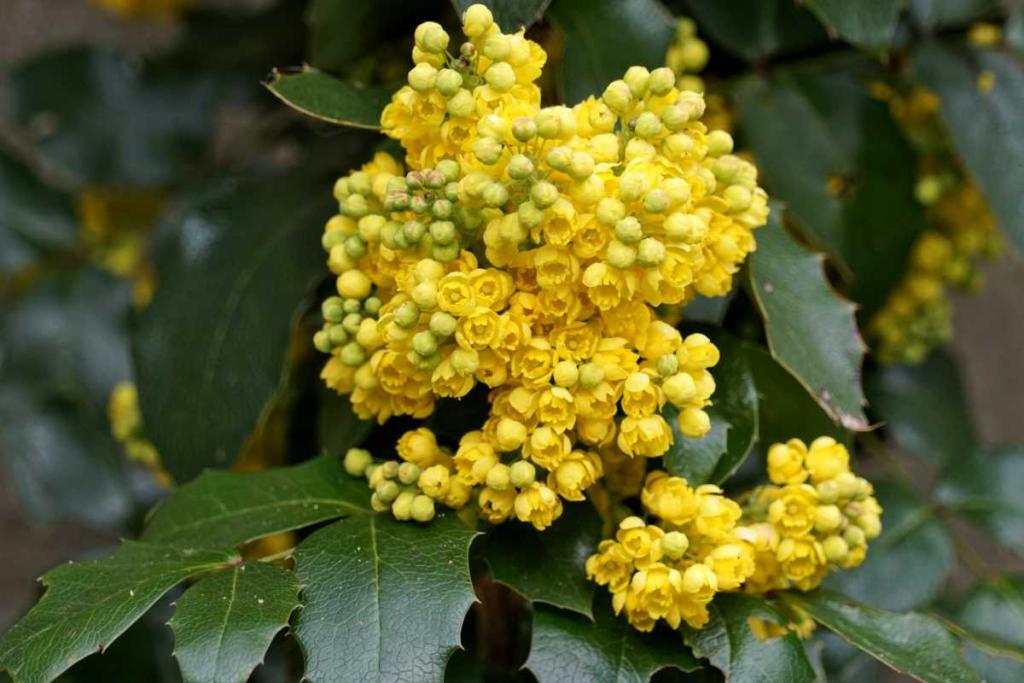 mahonia winter