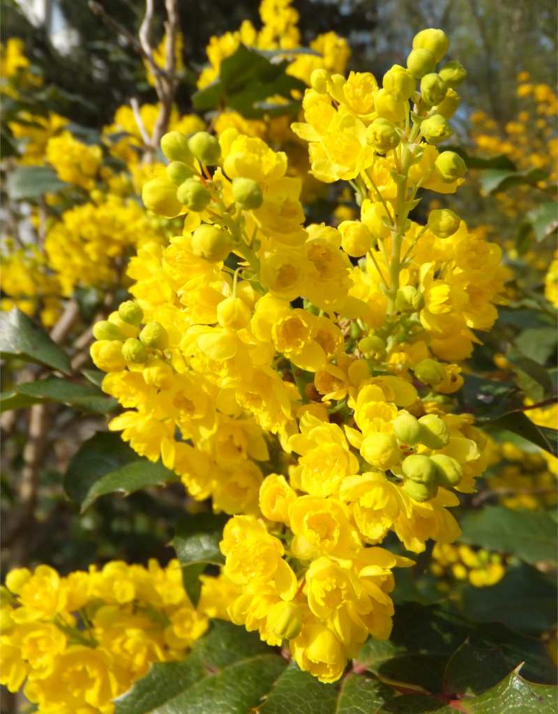 Bright yellow blooms of the mahonia flower is magnificent.