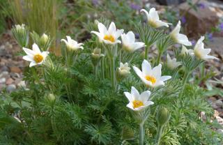 White pasqueflower clump with a dozen blooms.