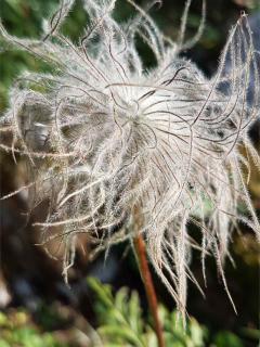 Crazy hairdo of the pasqueflower seedhead.