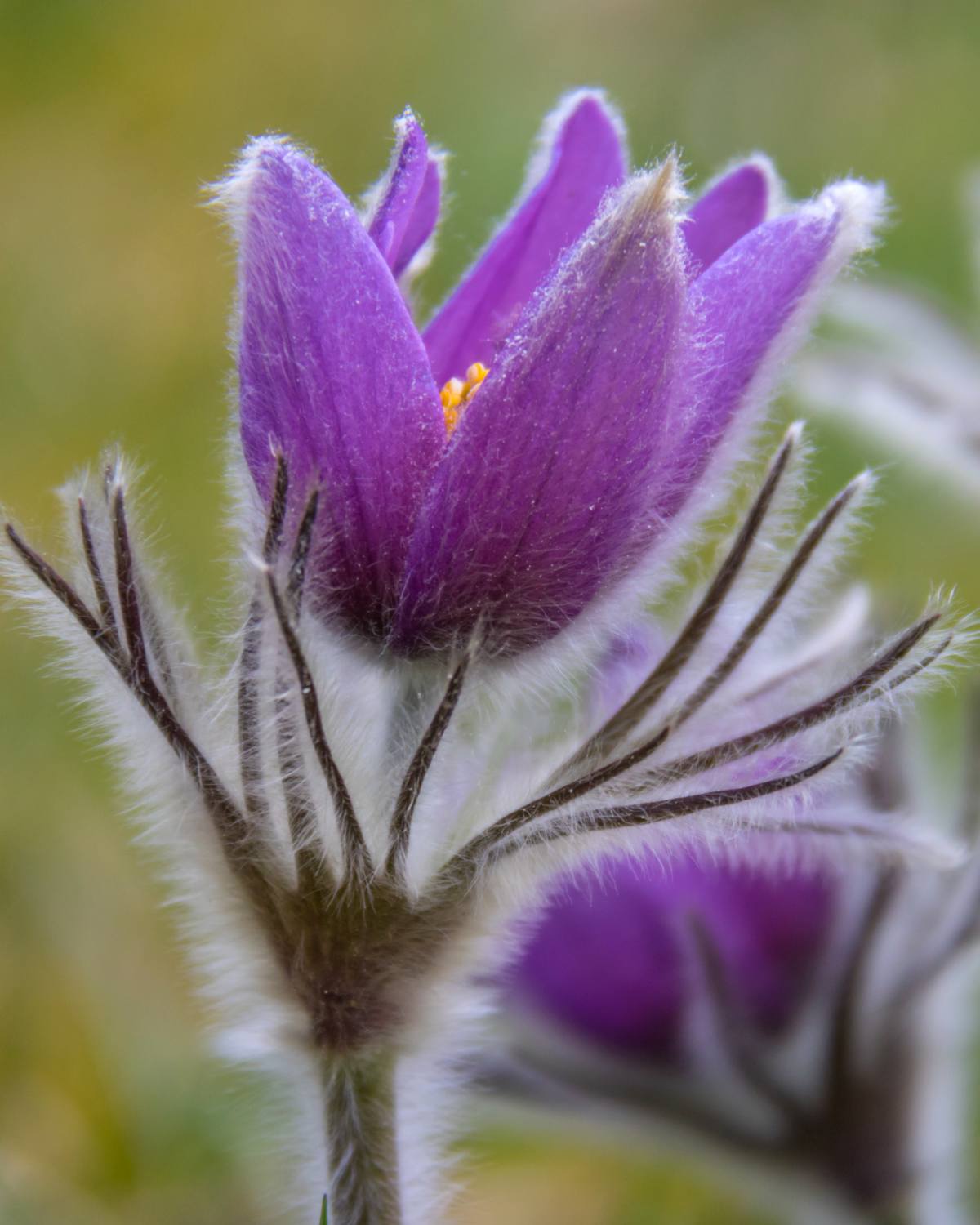 Violet pasqueflower opening up