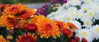 Blood-orange and white-colored chrysanthemum flowers