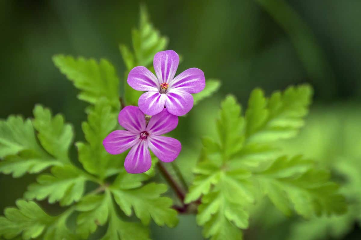 Health benefits of herb-robert geranium