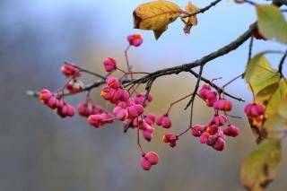 spindle propagation