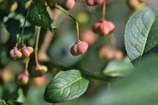 Deciduous and evergreen spindle varieties