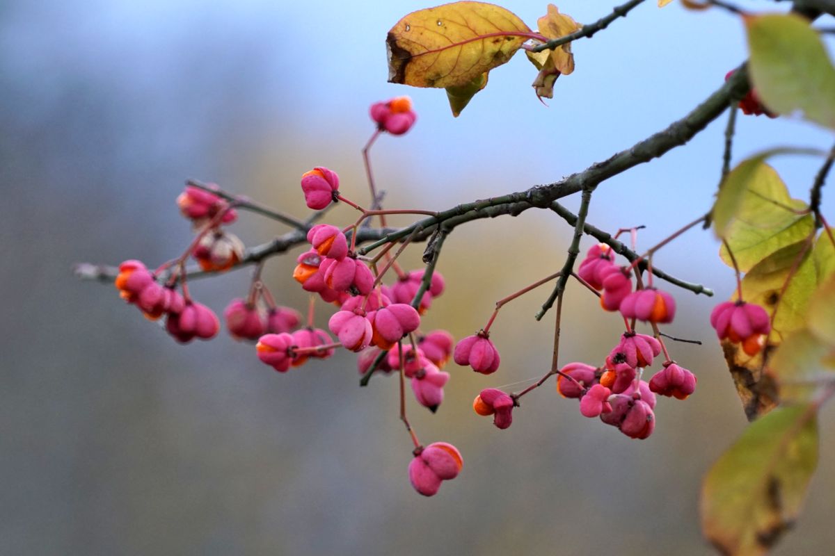 Spindle berries in winter