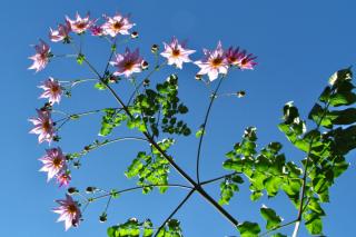 bamboo dahlia - tree dahlia