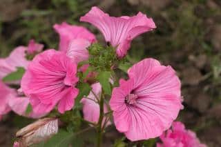 Tree mallow flowers