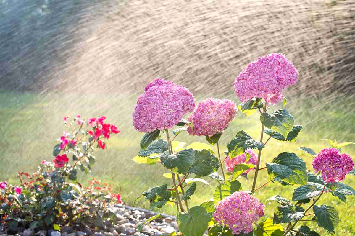 Watering plants in summer, here a hydrangea and fuchsia