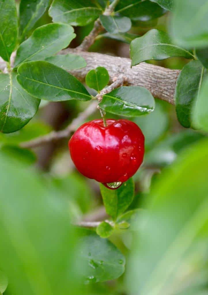 Acerola cherry on leafy branch.