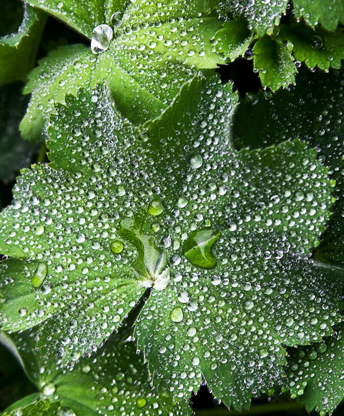 Leaf covered in rain