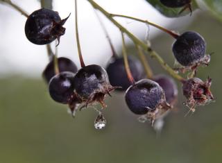 Purple-hued amelanchier berries in the rain