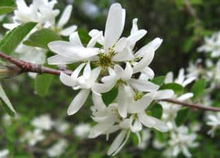 White flowers of the amelanchier tree