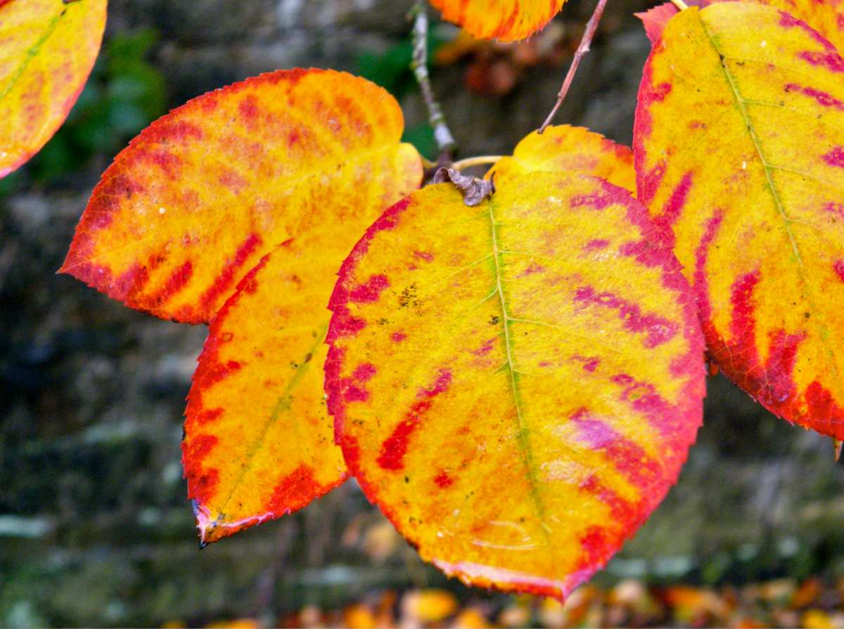 Beautiful fall colors on amelanchier leaves