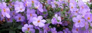 Bacopa plant growing
