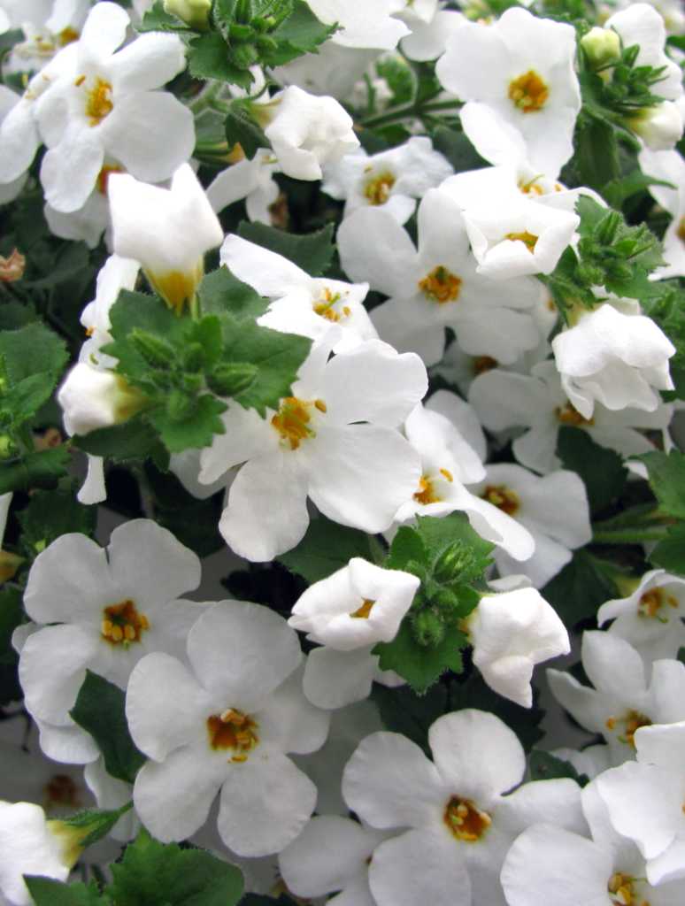 Bacopa - advice on growing and caring for it, from planting to watering