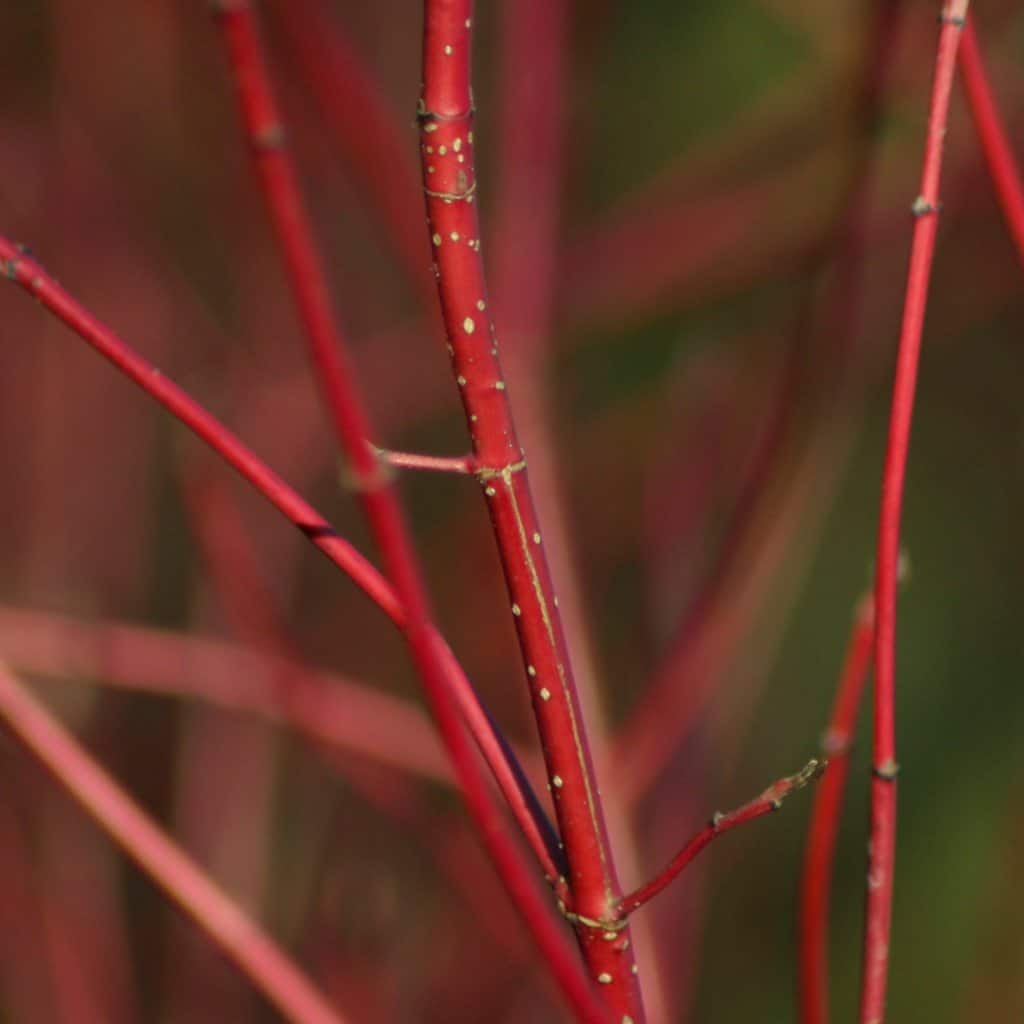 Winter reveals the beautiful bark of the red dogwood.