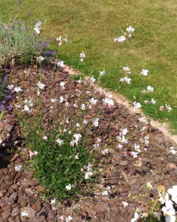 Beeblossom planting