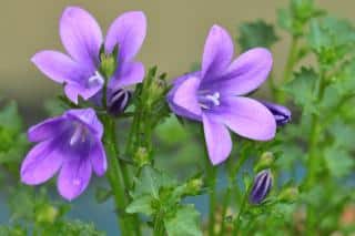 Bellflowers up close