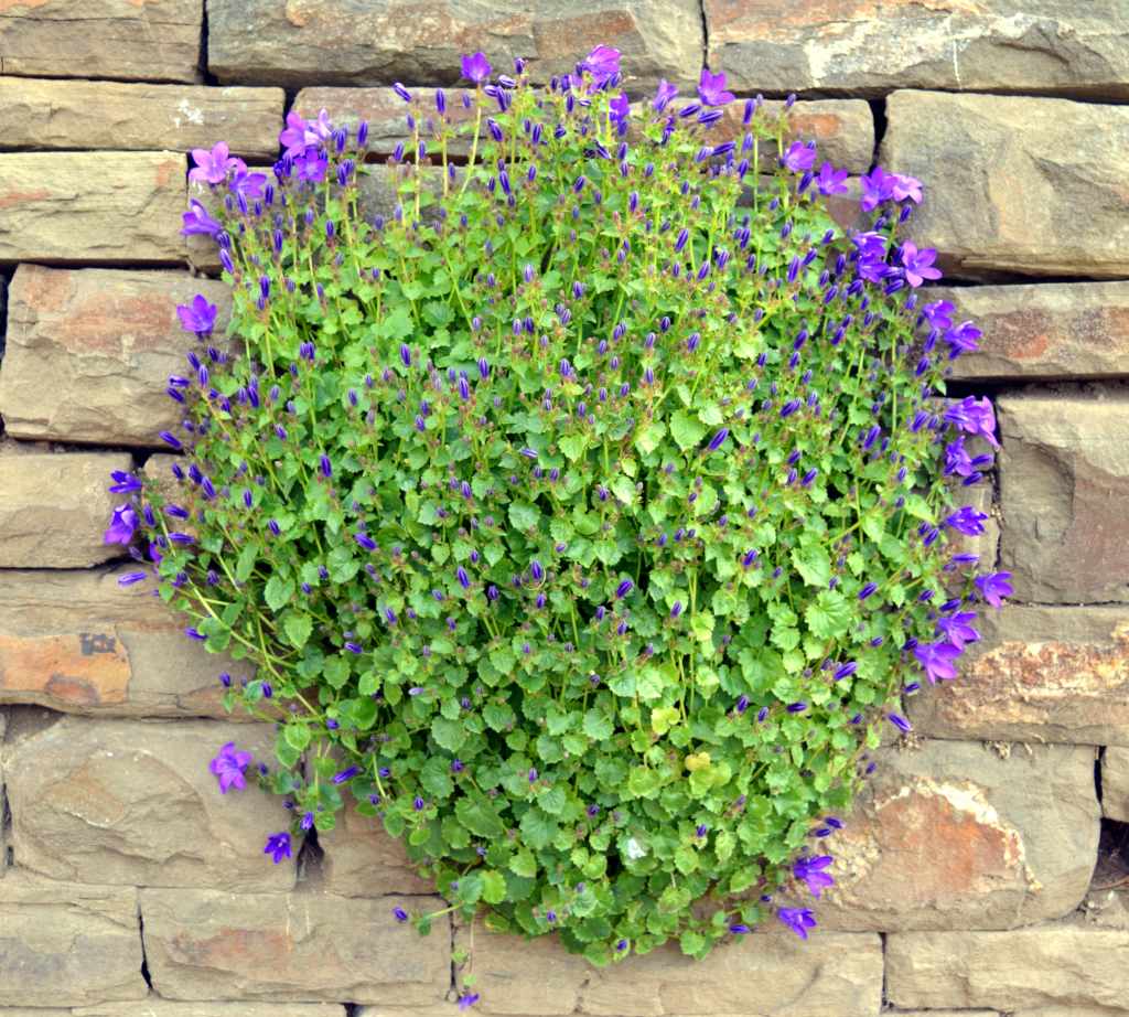 A round clump of bellflowers decorating a stone wall.