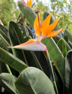 Bird of paradise flower opening with yellow petals against a leafy background.