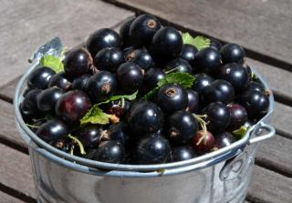 Black currant berries overflowing from a tin pot.