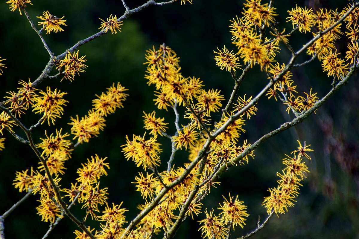 Witch hazel bloom