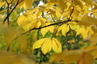 Yellow leaves of bottlebrush buckeye in fall