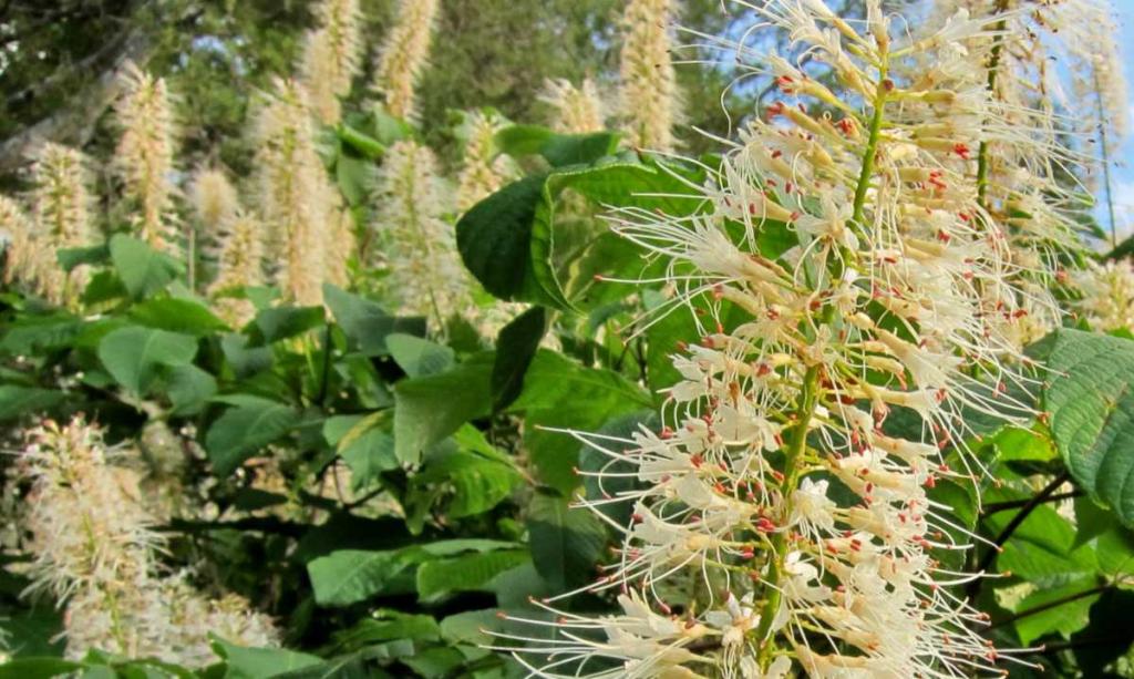 Flowering bottlebrush buckeye shrub