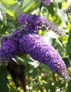 Lilac-colored buddleia flowers in part shade.
