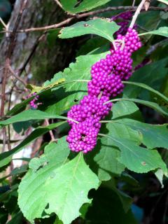 Callicarpa shrub with a loaded branch of berries.