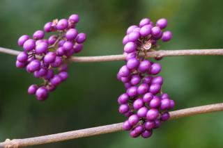 Fruits of the Callicarpa shrub on two leafless branches.