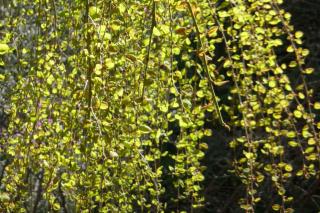 Landscaping use of a weeping cercidiphyllum