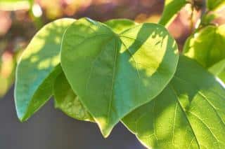 Leaves of the Judas tree