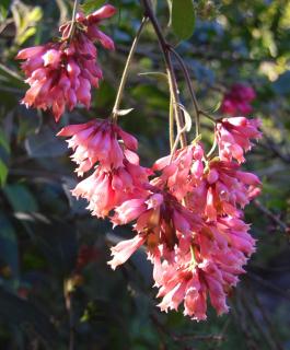 Cestrum varieties