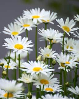 Chamomile growing, with a gray background