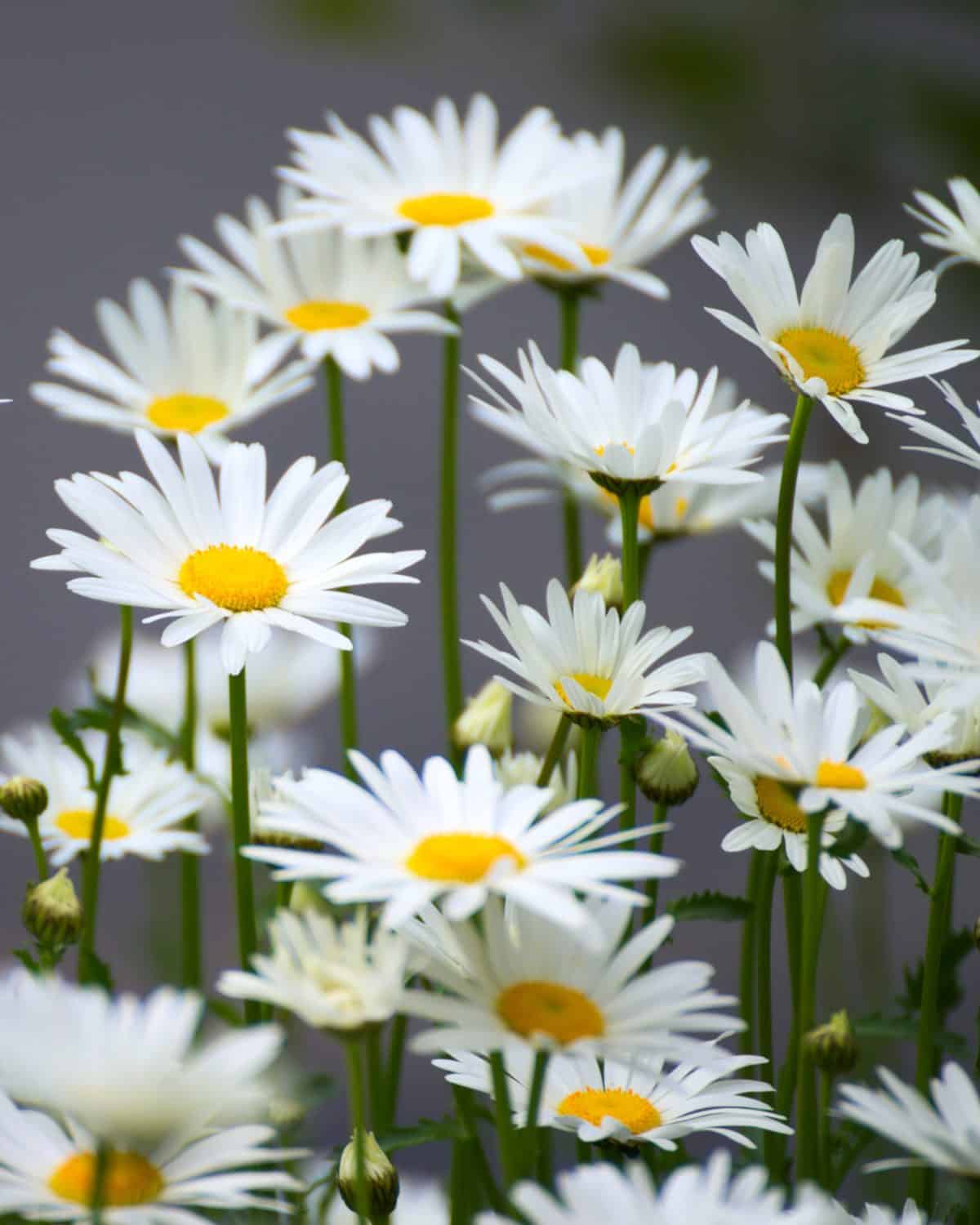 Chamomile - growing, harvest and health benefits and therapeutic value