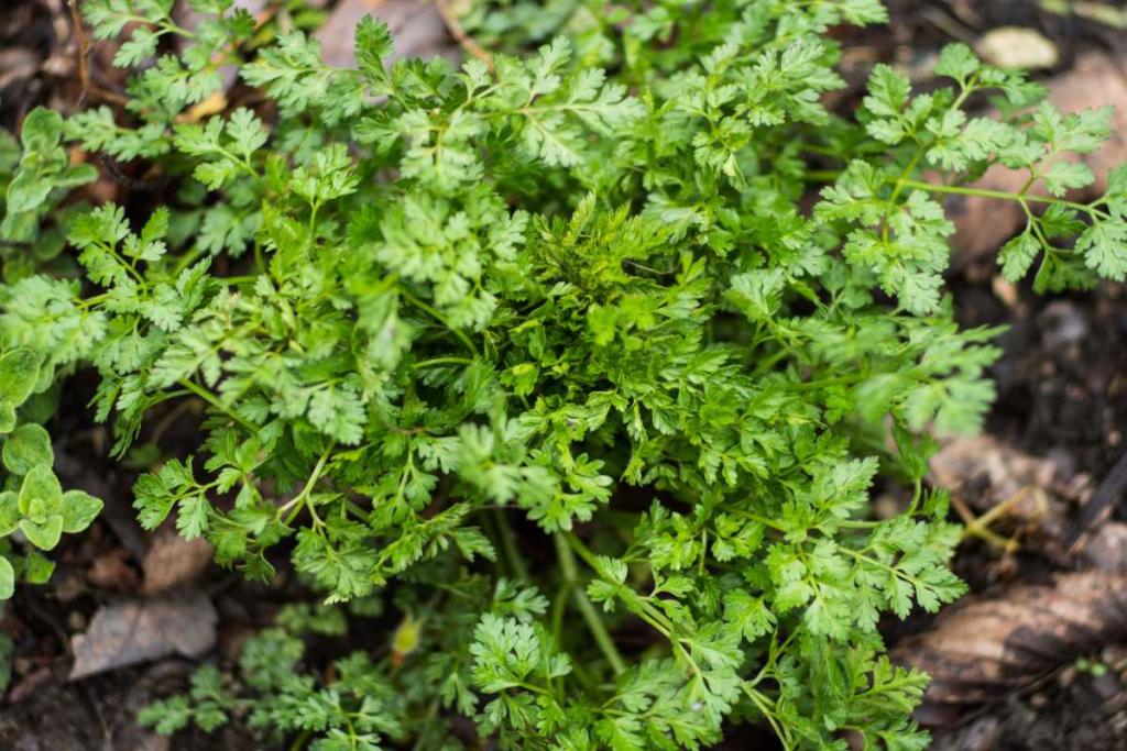 Chervil in a patch