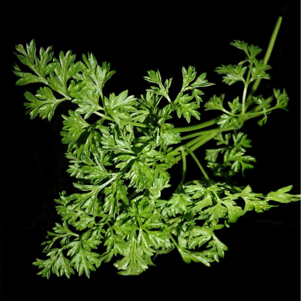 Chervil, a spice herb, collected for its benefits and pictured against a black background.