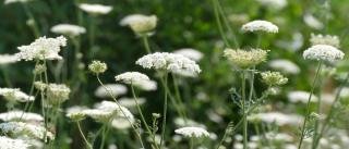 Chervil self-sowing flowers