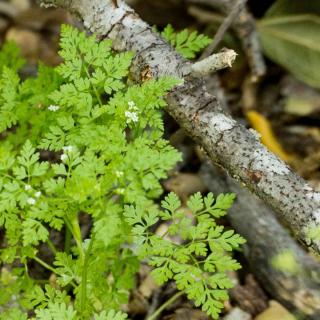 Planting and care for chervil