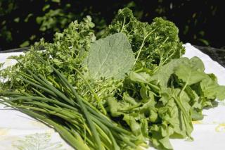 Chervil with other herbs