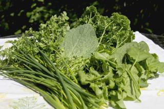 Chervil with other herbs